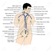 LYMPH DRAINAGE LYMPH DRAINAGE